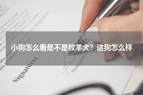 小狗怎么看是不是牧羊犬？这狗怎么样