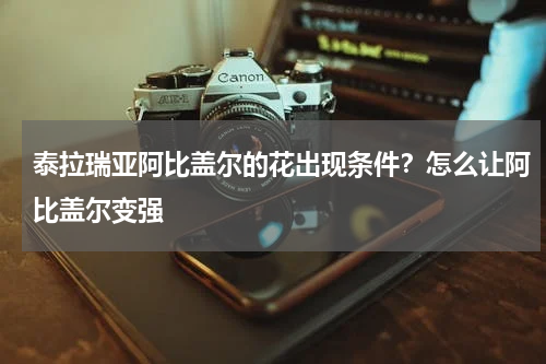 泰拉瑞亚阿比盖尔的花出现条件？怎么让阿比盖尔变强